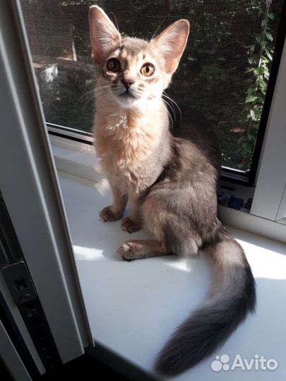 Сомалийские котята