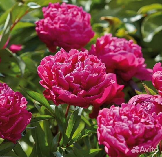 Пион Карл Розенфельд