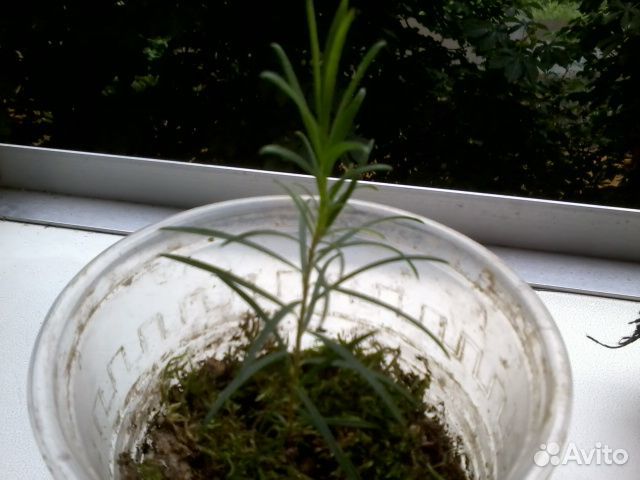 Гибискус изменчивый, Мелалеука