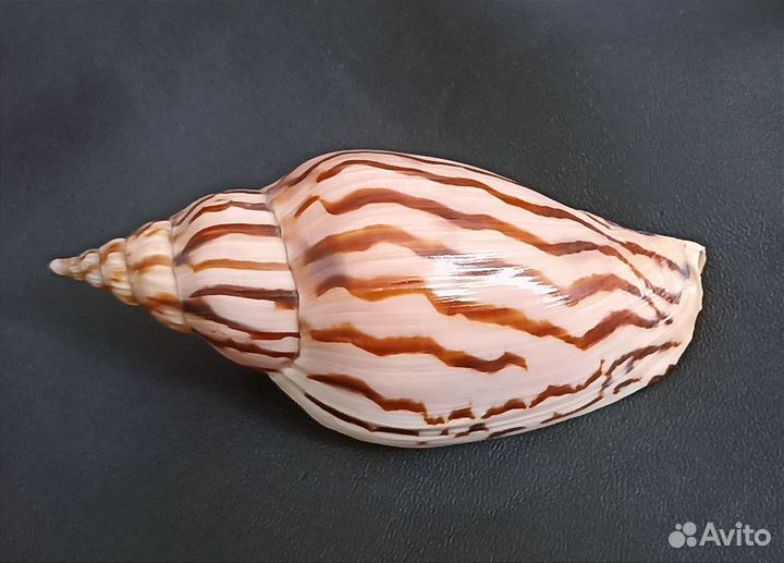 Морские ракушки раковины