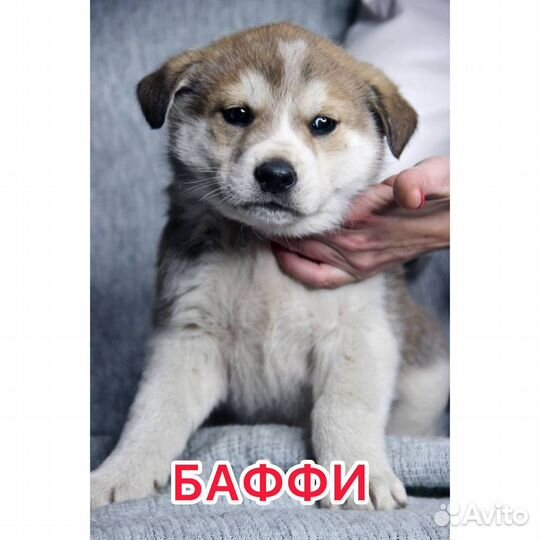Щенки в добрые руки