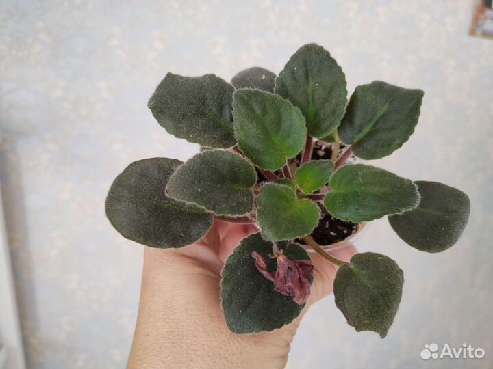 Фиалки Комнатные цветы