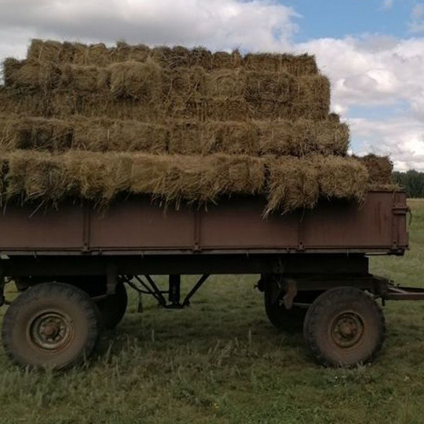 Сено в квадратных тюках