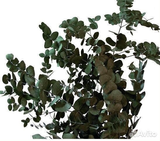 Эвкалипт стабилизированный