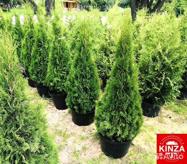 Туя колумна 1,52 м