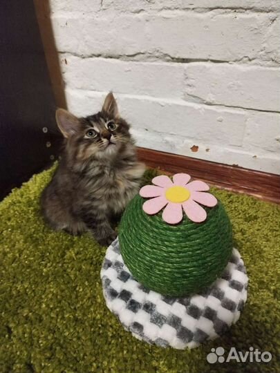 Кошки курильский бобтейл из питомника