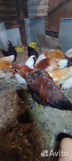 Молодые петухи