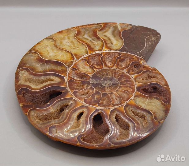 Аммонит Cleoniceras, Мадагаскар / Окаменелости