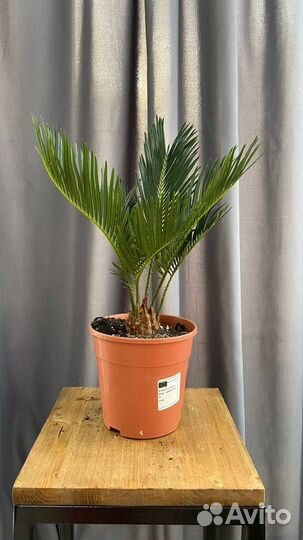 Цикас революта