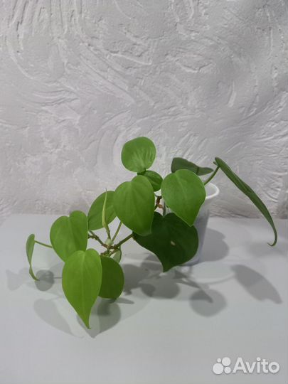 Сциндапсус, эпипремнум, Филодендрон ампельные ч. 2