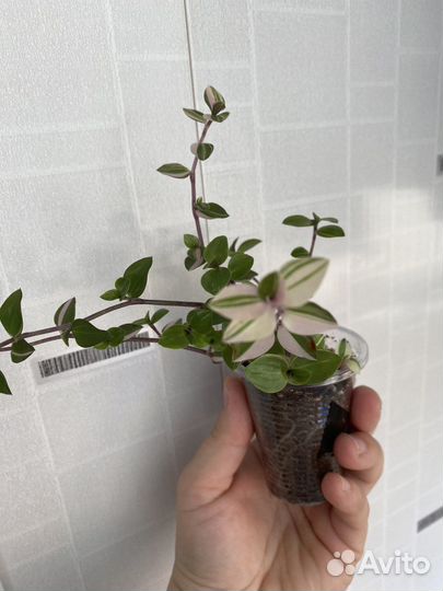 Каллизия бьянка и розовая пантера