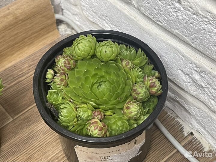 Молодило каменная роза комнатные цветы