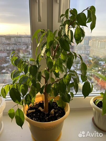 Фикус бенджамина,60 см