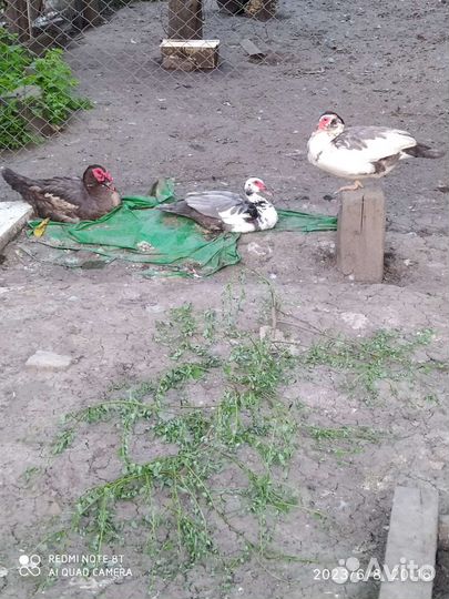 Мускусные утки