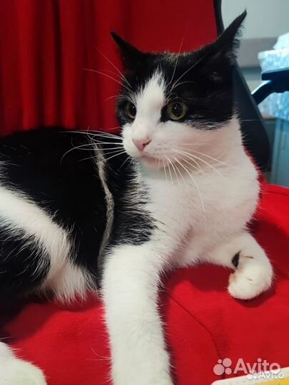 Маруся в дар бесплатно