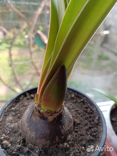 Гиппеаструм