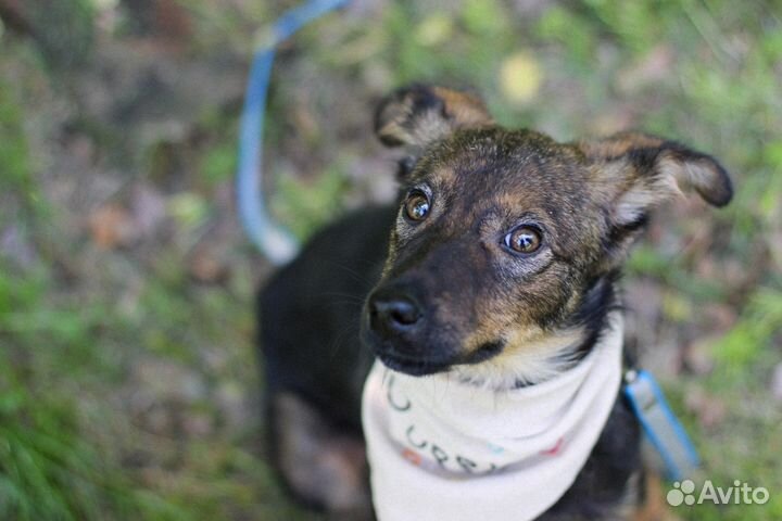 Щенок в добрые руки