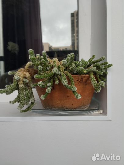 Растения домашние цветы в горшках