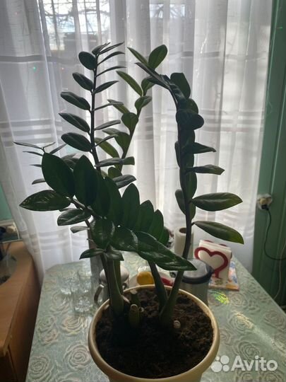 Замиокулькас