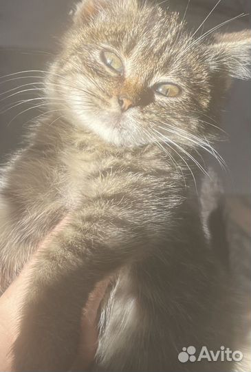 Котенок в добрые руки