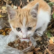 Котенок мальчик бесплатно