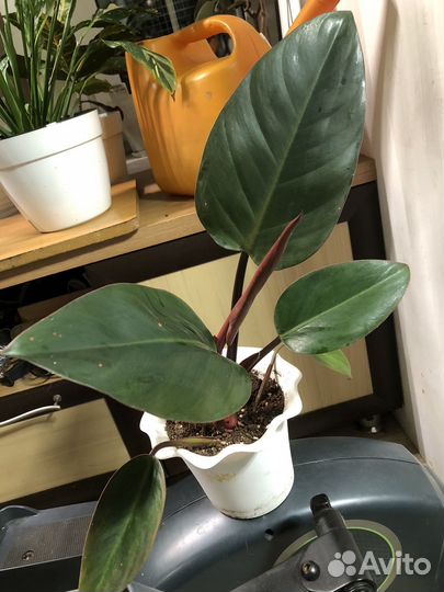 Филоденрон конго ред