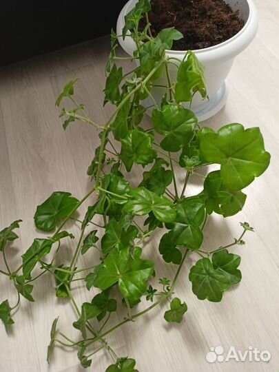 Герань пеларгония плющелистная