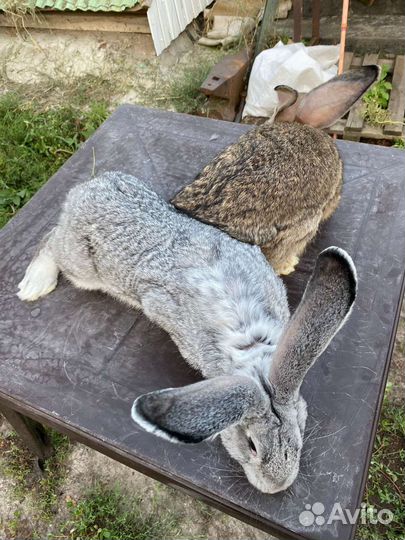 Серый великан