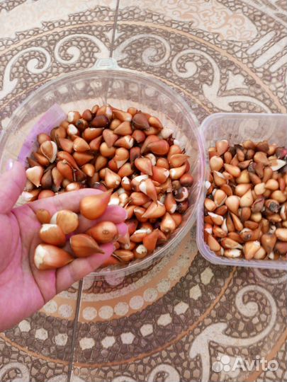 Луковицы тюльпанов Колумбус