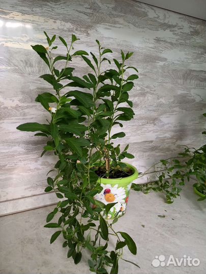 Паслён (соланиум) очень красивый