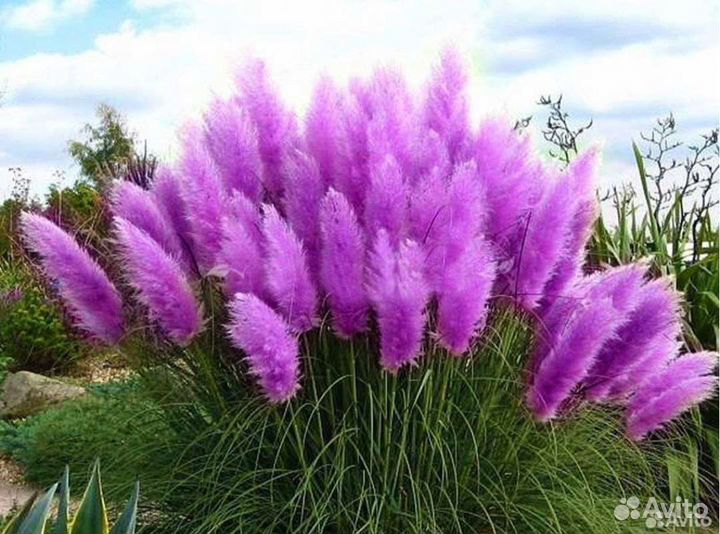 Кортадерия рассада