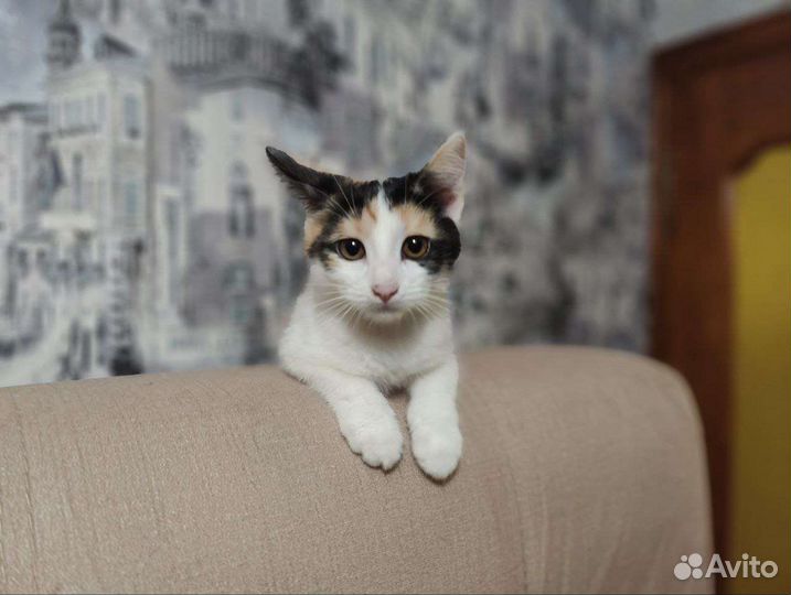 Котенок в добрые руки