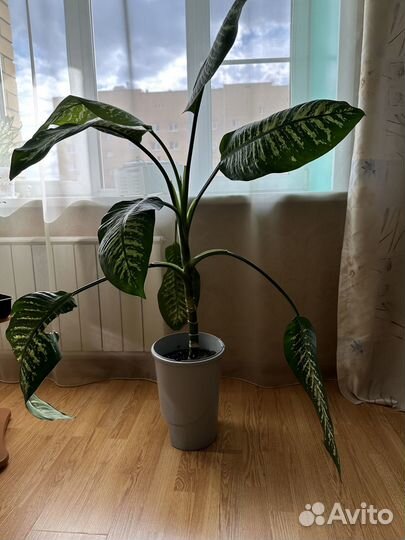 Диффенбахия