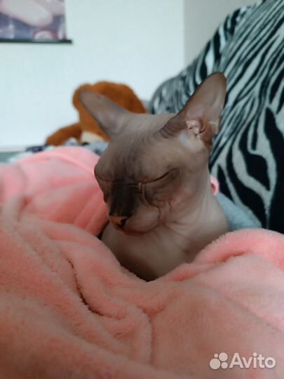 Донской сфинкс