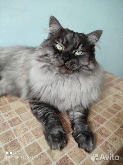 Вязка. Сибирский кот
