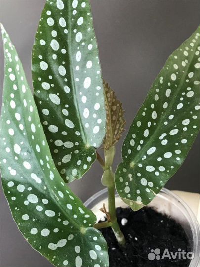 Бегония Макулата