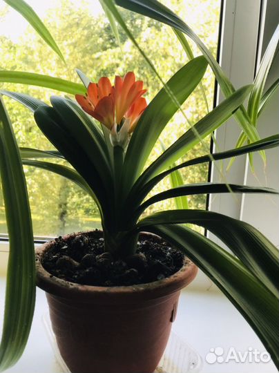 Кливия миниата