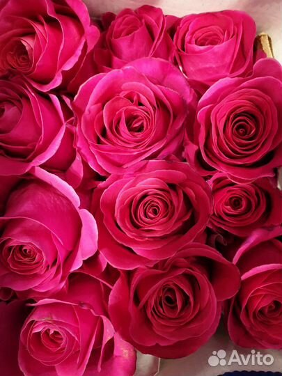 Импортные Розы премиум
