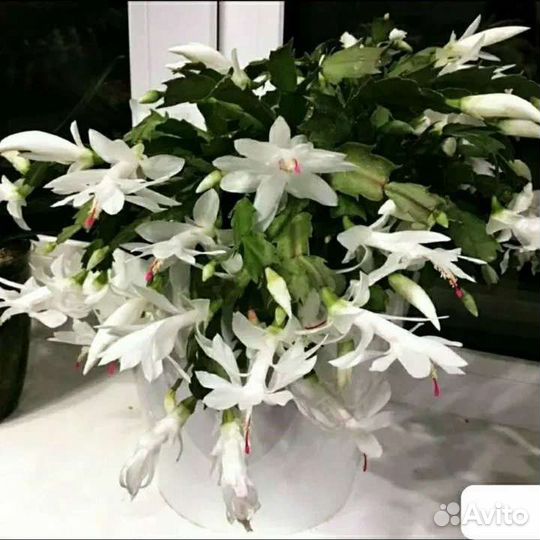 Декабрист шлюмбергера белый