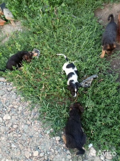 Щенок- Ягоза