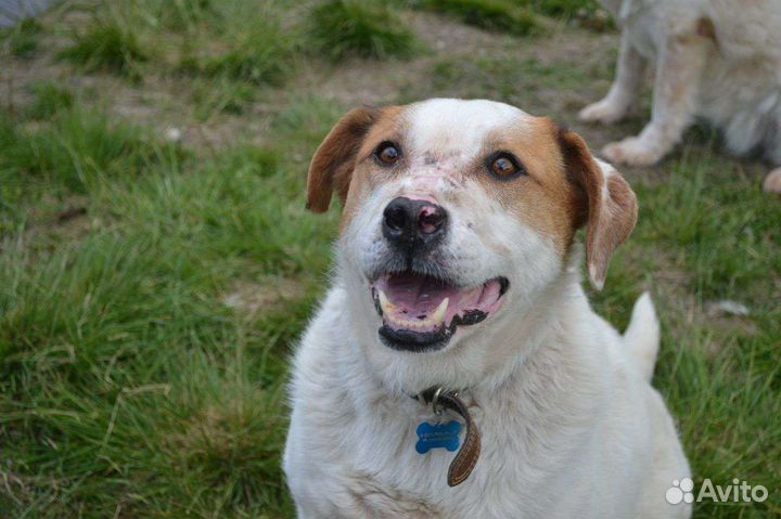 Дима чудесный дружелюбный пёс