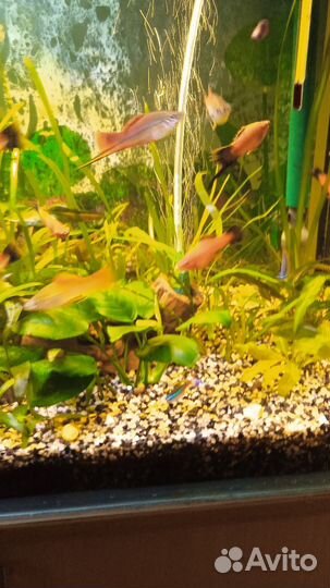 Аквариумные рыбки