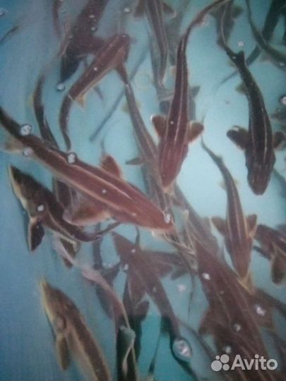 Живая Рыба для пруда