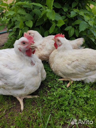 Мясо бройлера Курица домашняя парная куриное мясо