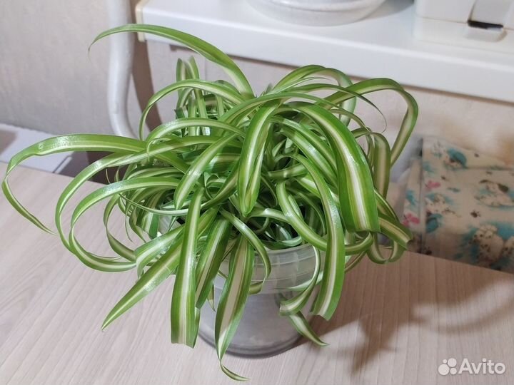 Хлорофитум кудрявый