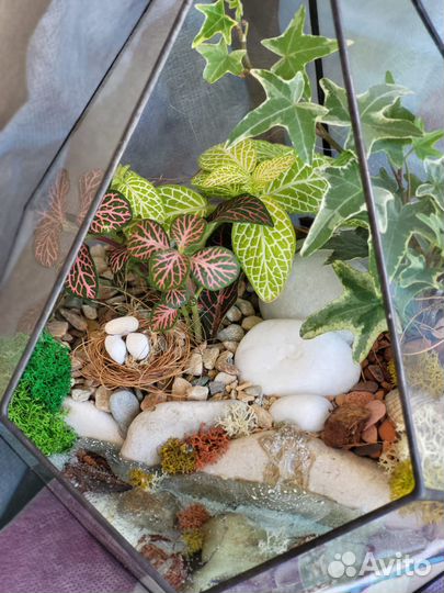 Живые влаголюбивые растения в вазе бонсай