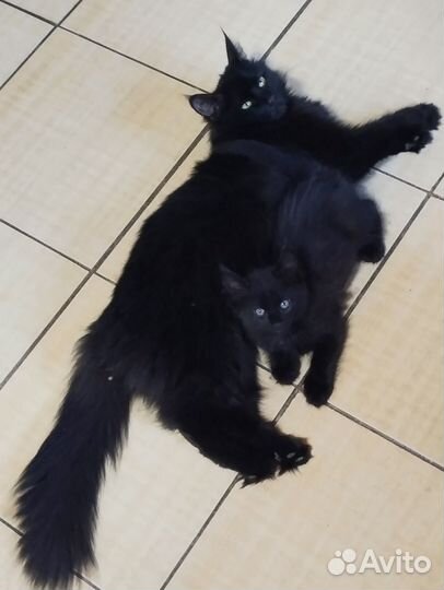 Кошка