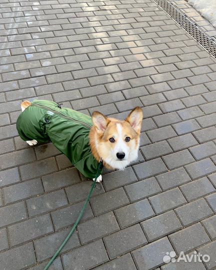 Комбинезон, дождевик, одежда для собак