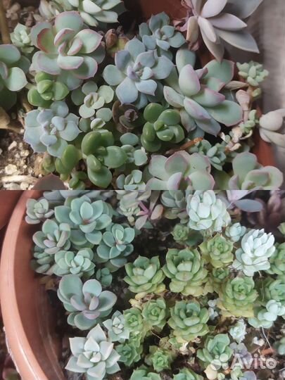 Суккуленты много видов