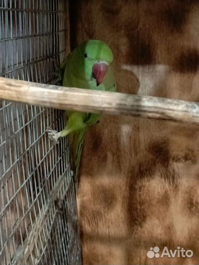 Ожереловый попугай